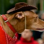 carnaval-las-palmas-24.jpg
