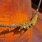 Detailansicht im Hafen las Palmas