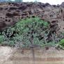 sightseeing-gran-canaria-barranco-hormiguero6.jpg