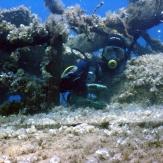 tauchen-las-palmas-diving 26.jpg